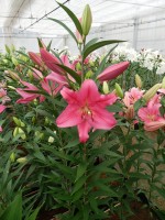 [5253 Aya Sophia No02.JPG]